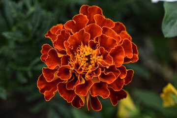 velvet flower in the forest