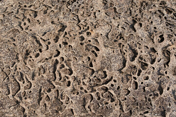 Detailed closeup of a termite carton nest surface. A complex labyrinth of tunnels shows the...