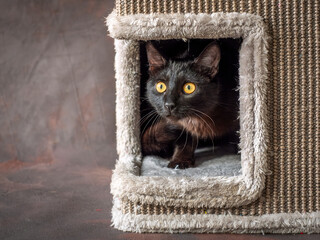 A black cat with yellow eyes looks out of his house.