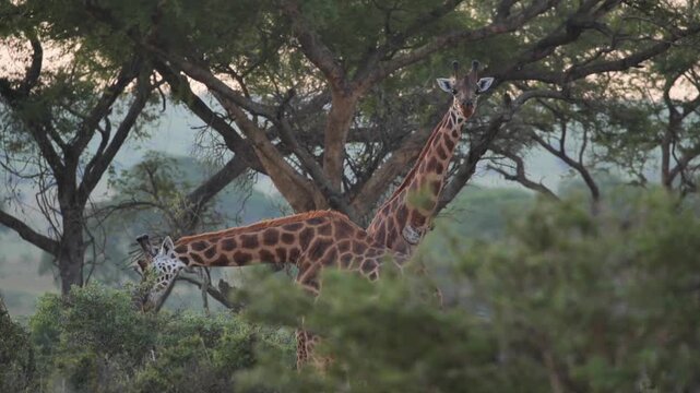 safari, animals, animal, wild, jungle, Africa, lion, elephant, giraffe, sunset, nature, video, wildlife, safari, animales, animal, salvaje, selva, africa, leon, elefante, jirafa, atardecer, naturaleza