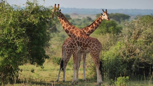safari, animals, animal, wild, jungle, Africa, lion, elephant, giraffe, sunset, nature, video, wildlife, safari, animales, animal, salvaje, selva, africa, leon, elefante, jirafa, atardecer, naturaleza