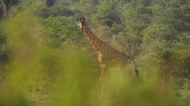 safari, animals, animal, wild, jungle, Africa, lion, elephant, giraffe, sunset, nature, video, wildlife, safari, animales, animal, salvaje, selva, africa, leon, elefante, jirafa, atardecer, naturaleza