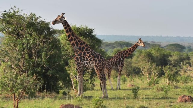 safari, animals, animal, wild, jungle, Africa, lion, elephant, giraffe, sunset, nature, video, wildlife, safari, animales, animal, salvaje, selva, africa, leon, elefante, jirafa, atardecer, naturaleza