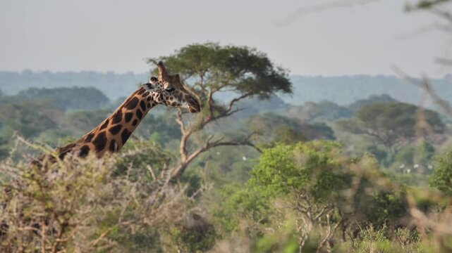 safari, animals, animal, wild, jungle, Africa, lion, elephant, giraffe, sunset, nature, video, wildlife, safari, animales, animal, salvaje, selva, africa, leon, elefante, jirafa, atardecer, naturaleza
