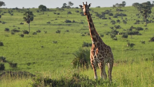 safari, animals, animal, wild, jungle, Africa, lion, elephant, giraffe, sunset, nature, video, wildlife, safari, animales, animal, salvaje, selva, africa, leon, elefante, jirafa, atardecer, naturaleza