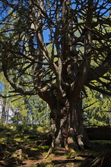 An old tree on alpine pastures over Lofer, Austria, Europe 
