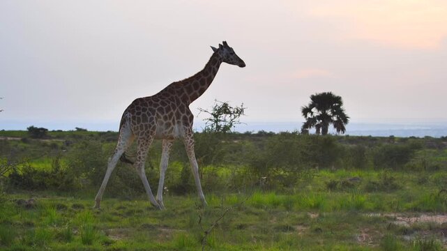 safari, animals, animal, wild, jungle, Africa, lion, elephant, giraffe, sunset, nature, video, wildlife, safari, animales, animal, salvaje, selva, africa, leon, elefante, jirafa, atardecer, naturaleza