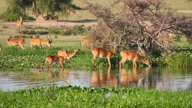 safari, animals, animal, wild, jungle, Africa, lion, elephant, giraffe, sunset, nature, video, wildlife, safari, animales, animal, salvaje, selva, africa, leon, elefante, jirafa, atardecer, naturaleza