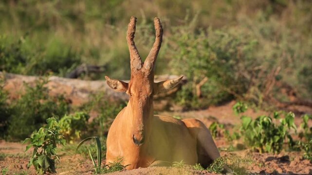 safari, animals, animal, wild, jungle, Africa, lion, elephant, giraffe, sunset, nature, video, wildlife, safari, animales, animal, salvaje, selva, africa, leon, elefante, jirafa, atardecer, naturaleza