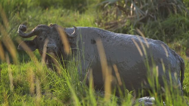 safari, animals, animal, wild, jungle, Africa, lion, elephant, giraffe, sunset, nature, video, wildlife, safari, 