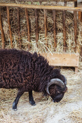 Black sheep eating hay in a barn