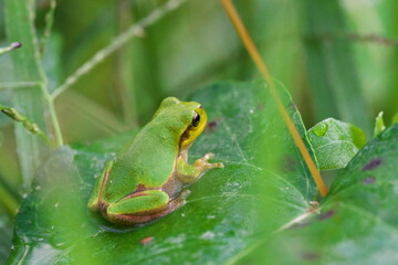 葉に乗ったアマガエル