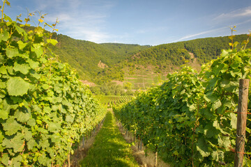 Naklejka premium Vines growing in a vineyard, Moessel, Germany.