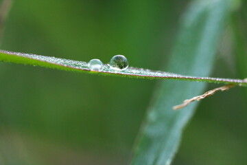 葉に乗った雨粒