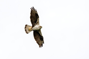 Bonelli's Eagle (Aquila fasciata) flying in sky, Catalonia, Spain.