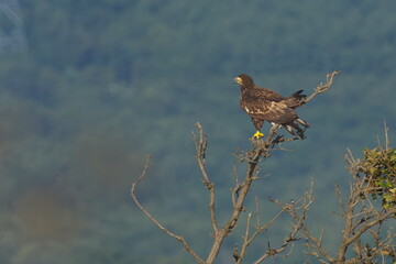 オジロワシの幼鳥