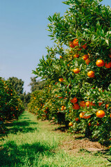 Vibrant orange orchard flourishing under a clear blue sky with rows of ripe fruit in a sunlit landscape