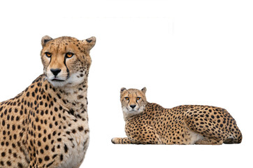portrait cheetan isolated on white background