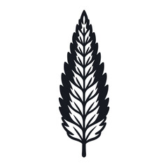 Fototapeta premium Simple cypress leaf outline on white background