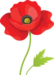 red poppy flower