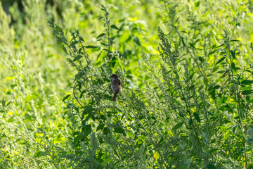 A small bird rests on tall green weeds in the sunlight. The bright greenery surrounds it with a...