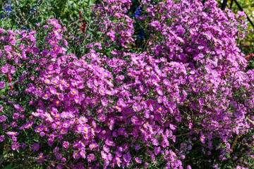 Obraz premium The pink double flowered aster flowers that bloom in full bloom in the autumn garden are beautiful.