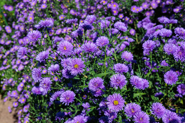 The purple double flowered aster flowers that bloom in full bloom in the autumn garden are beautiful.