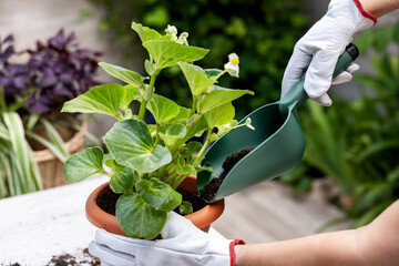 Close-up of gardening task with gloved hands and green plant