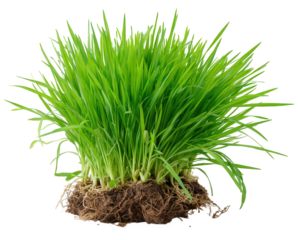 Bundle of rice seedlings with roots exposed, vibrant green leaves, ready for planting, symbolizing growth and agriculture, isolated on transparency background