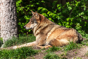 European Grey Wolf, Canis lupus in a german park