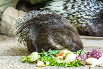Indian crested Porcupine, Hystrix indica in a german nature park