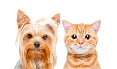 Portrait of cute Yorkshire Terrier and Scottish Straight kitten, closeup, isolated on white background