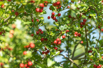 Red hawthorn berries shine among green leaves in sunlight. The branches are full of fruit against a...