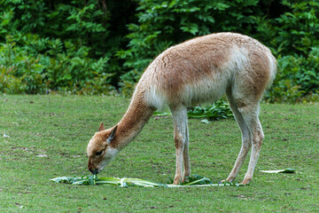Vicunas, Vicugna Vicugna, relatives of the llama in a German park