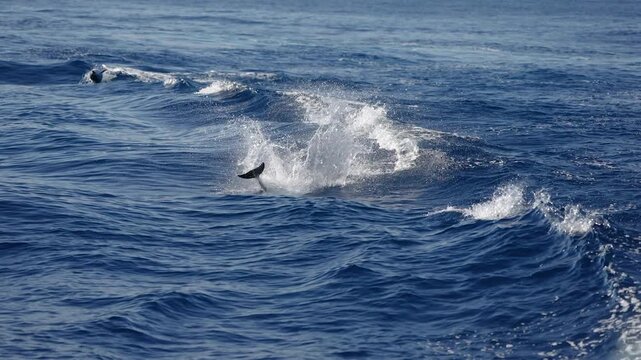 striped dolphins jumping in the blue sea slow motion