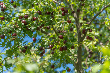 Branches of a plum tree are loaded with ripe fruits. The green foliage contrasts with the purple plums.