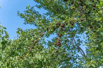 A plum tree is heavy with ripe purple fruits. Green leaves and a blue sky create a vivid background.