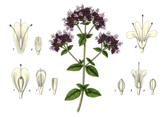 Oregano Plant Illustration with Purple Flowers Detailed Isolated on Black