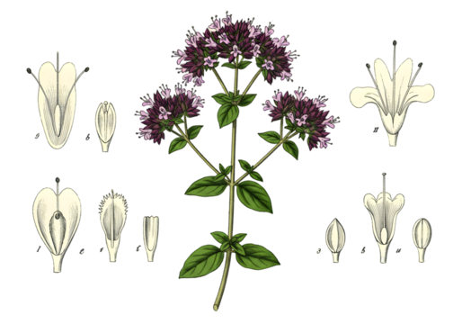 Oregano Plant Illustration with Purple Flowers Detailed Isolated on Black