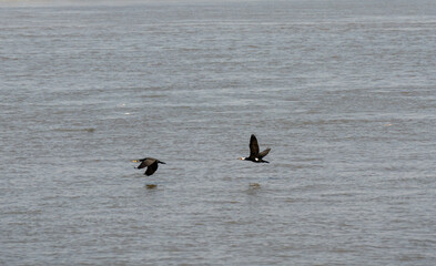 Water birds such as cormorants fly and compete for prey on the water surface