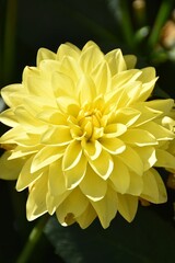 A lovely yellow dahlia flower is blossoming outdoor in summer.