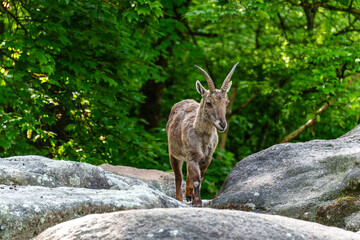 Alpine ibex, Capra ibex is a species of wild goat that lives in the mountains of the European Alps.
