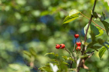Fototapeta premium Bright red hawthorn berries stand out against a green leafy background. A sign of late summer turning to autumn.