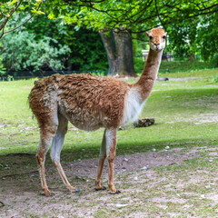 Vicunas, Vicugna Vicugna, relatives of the llama in a German park