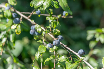 A cluster of sloes grows densely along a branch. The fruits contrast beautifully with green leaves.