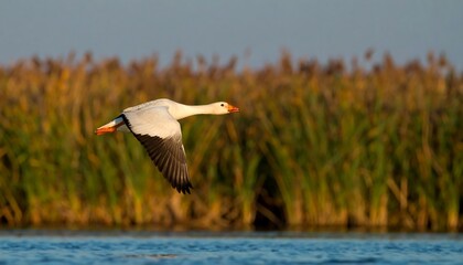 Goose in Flight Over Water (1)