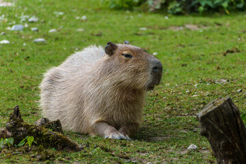 The Capybara, Hydrochoerus hydrochaeris is the largest living rodent in the world.