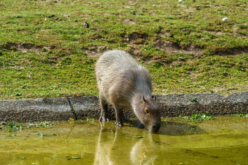 The Capybara, Hydrochoerus hydrochaeris is the largest living rodent in the world.