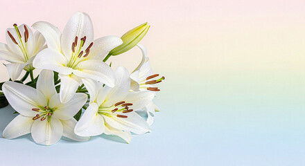 Naklejka premium 부드러운 배경 위 하얀 꽃