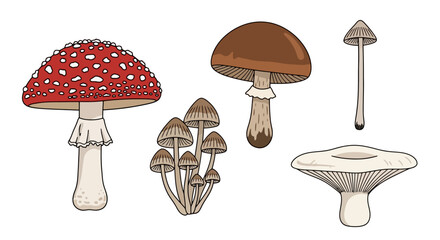 Diverse mushroom collection featuring amanita, shiitake, and other species ideal for educational illustrations, botanical guides, and nature-themed designs.